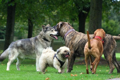 Hundewiese Eickhorst